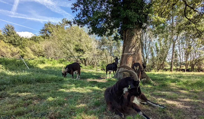 La Balade des Chevres a la Ferme du Poney Fringant D’Azerables