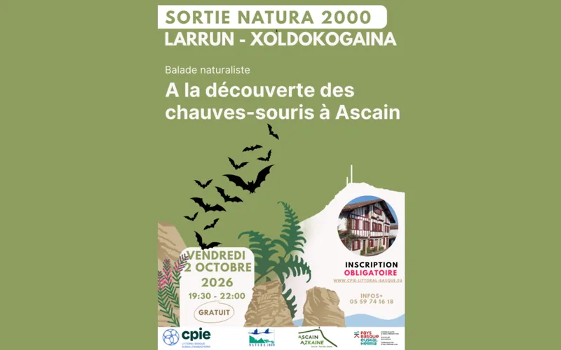 Bat Discovery Walk in Ascain