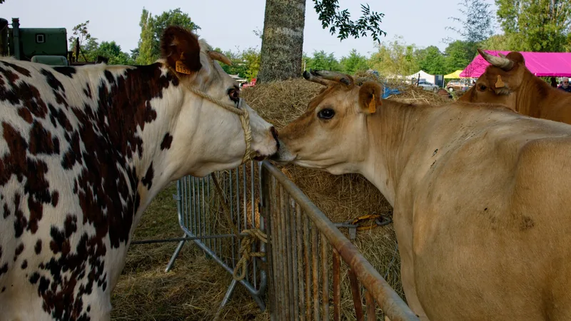 Comice Agricole in Montpon-Ménestérol