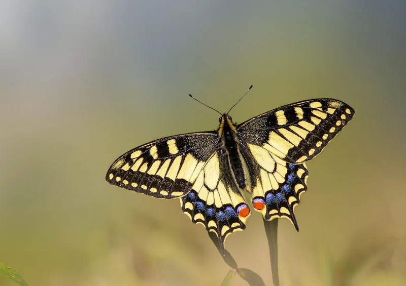 Sortie nature – Le jour des papillons in Pau