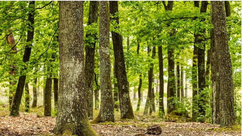 Forest Restoration Walk in Monein