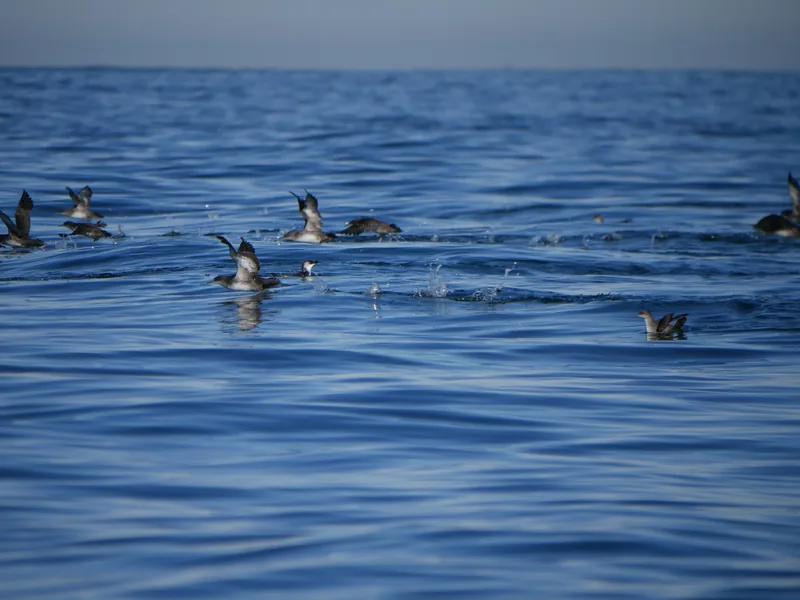 Marine Biodiversity Conference in Anglet