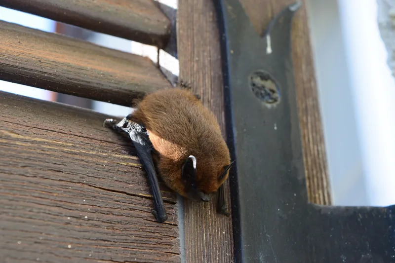 Mysterious Bats at Château de Pau