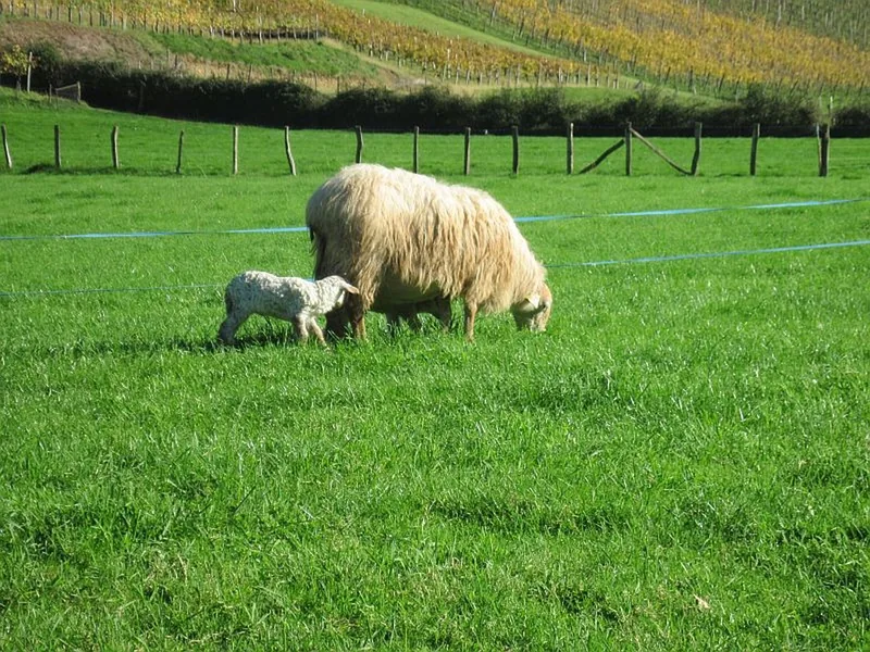 Visite de la Ferme Tambourin in Saint-Etienne-de-Baigorry