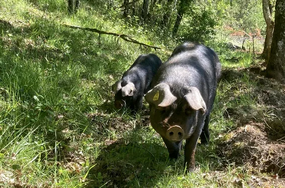 Visite Truffes et Porcs Noirs in Issac