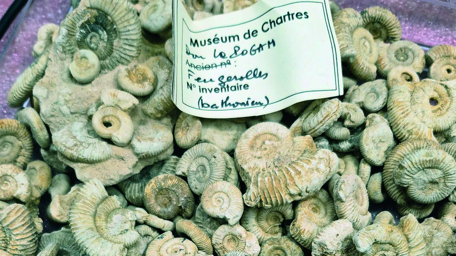 Chartres: The Museum’s Palaeontology Collections