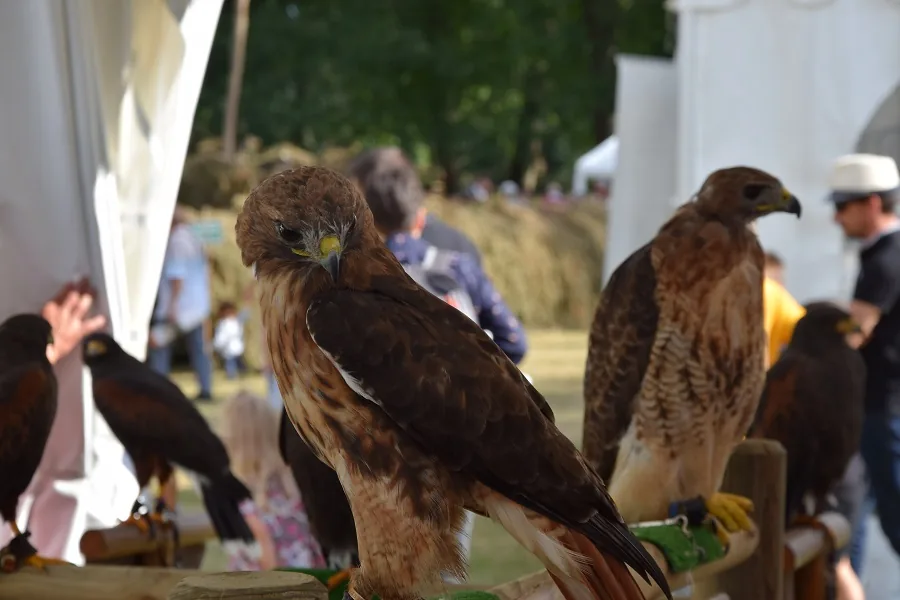 Fête de la Sange (Sully-sur-Loire)